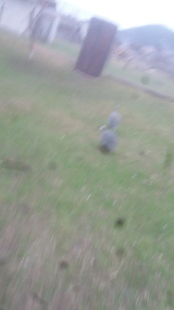 20180406_181257(1) - 05 Arhiva Bibilici - Picheri