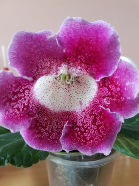 Luci  1 - gloxinia 2018
