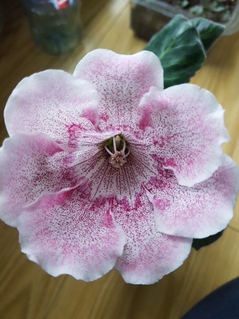 Violina  1 - gloxinia 2018