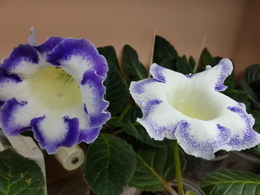 Larisa                                        15-1 - gloxinia 2018