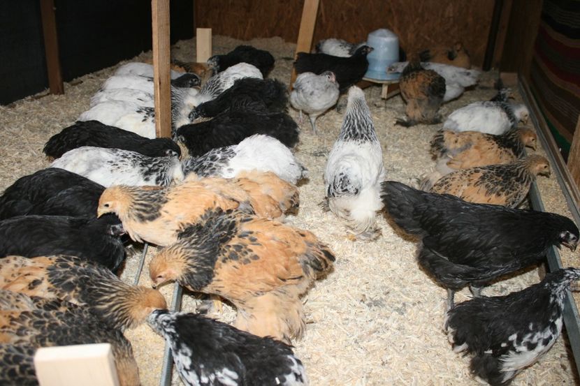  - Pui gaina 2018 prima seririe 12- 02- 2018