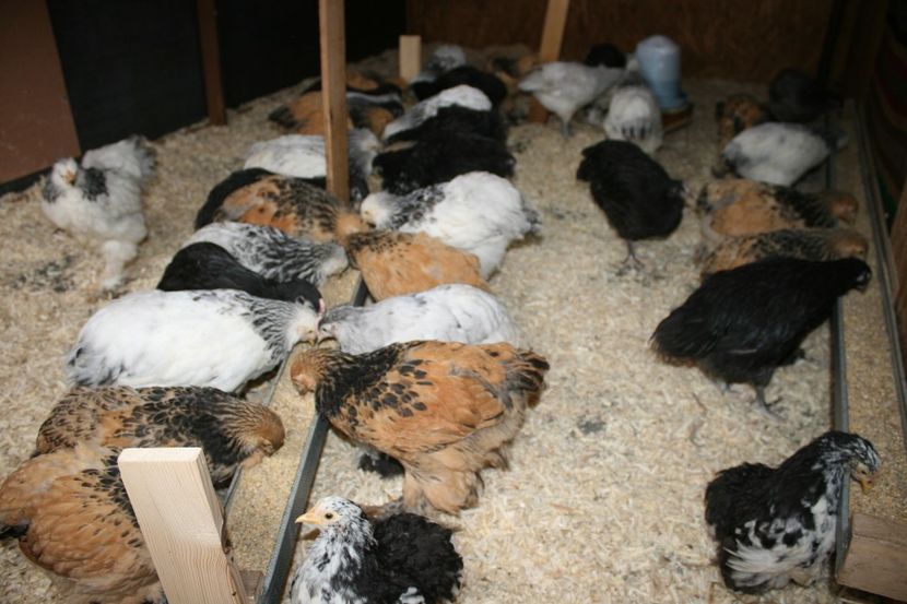  - Pui gaina 2018 prima seririe 12- 02- 2018