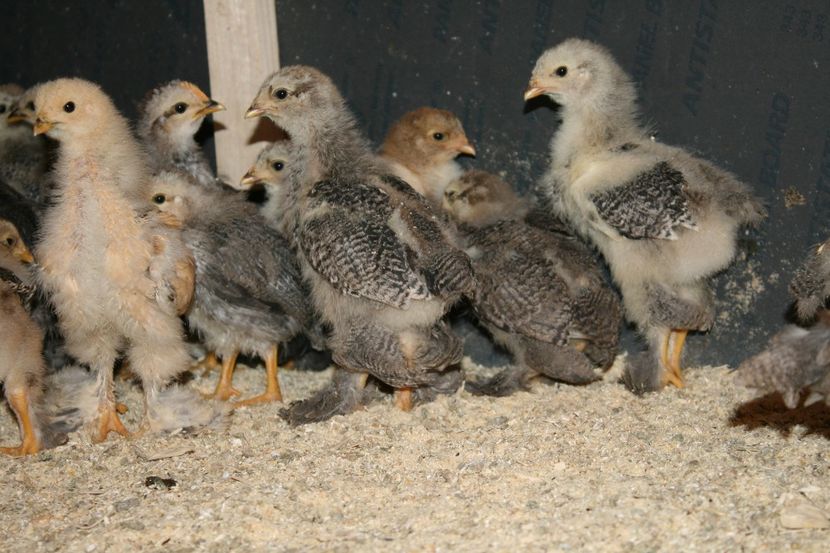  - Pui gaina 2018 a doua serie 18- 02- 2018