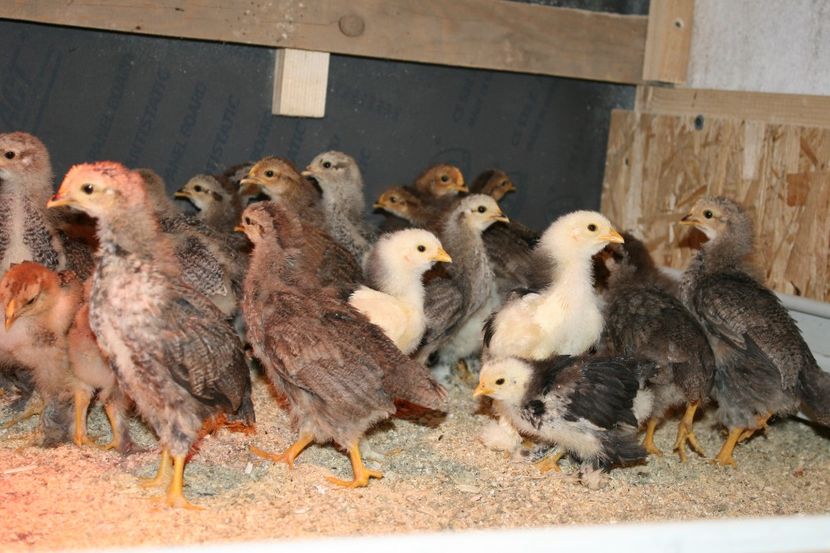  - Pui gaina 2018 a doua serie 18- 02- 2018