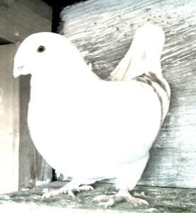 110094870_LSIKQHX3 - - A - CRESCATOR POLIVALENT