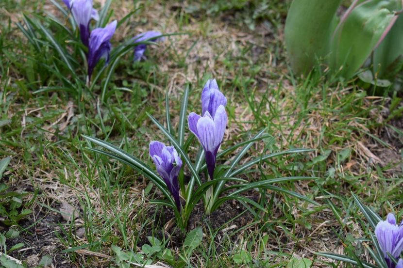  - Primavara lui 2018 in gradina mea