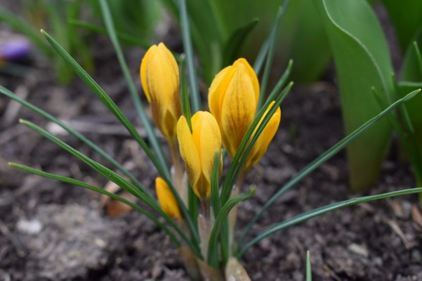  - Primavara lui 2018 in gradina mea