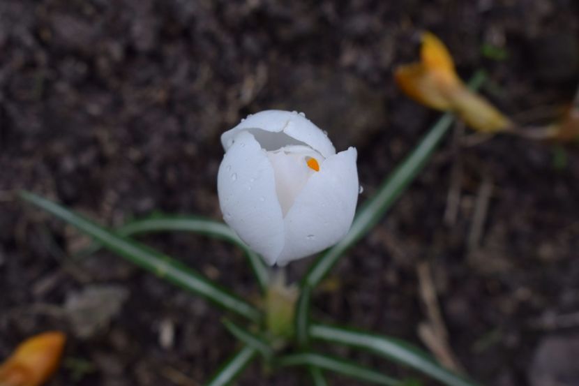  - Primavara lui 2018 in gradina mea