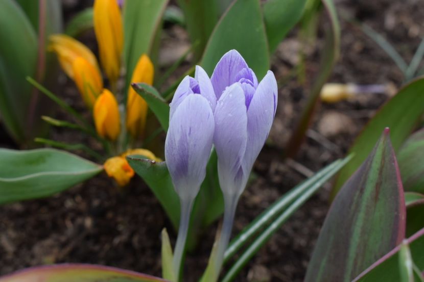  - Primavara lui 2018 in gradina mea