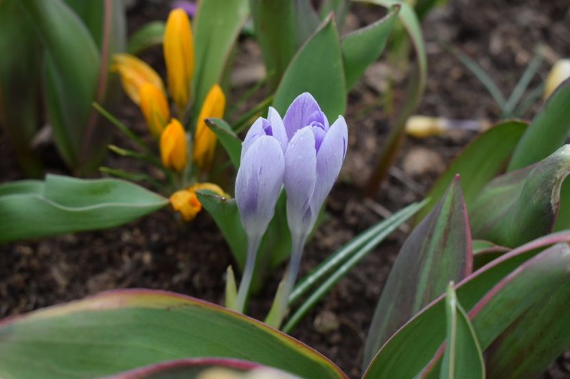  - Primavara lui 2018 in gradina mea
