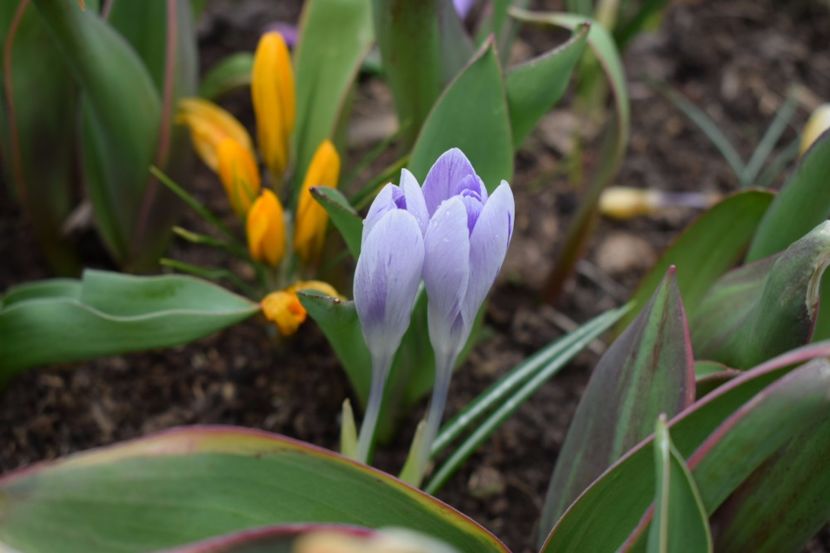  - Primavara lui 2018 in gradina mea