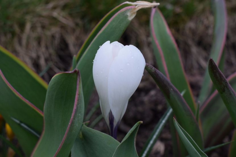  - Primavara lui 2018 in gradina mea
