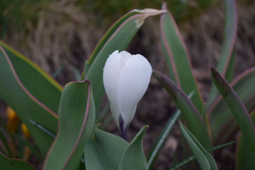  - Primavara lui 2018 in gradina mea
