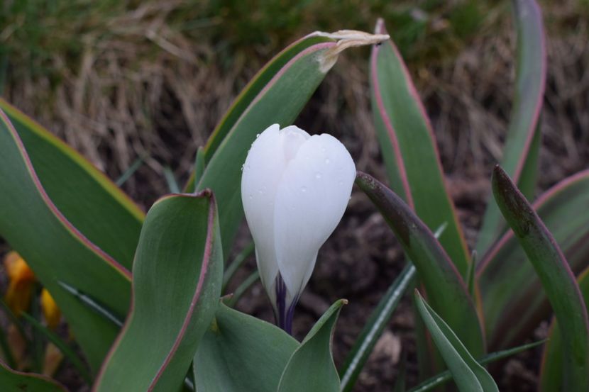  - Primavara lui 2018 in gradina mea
