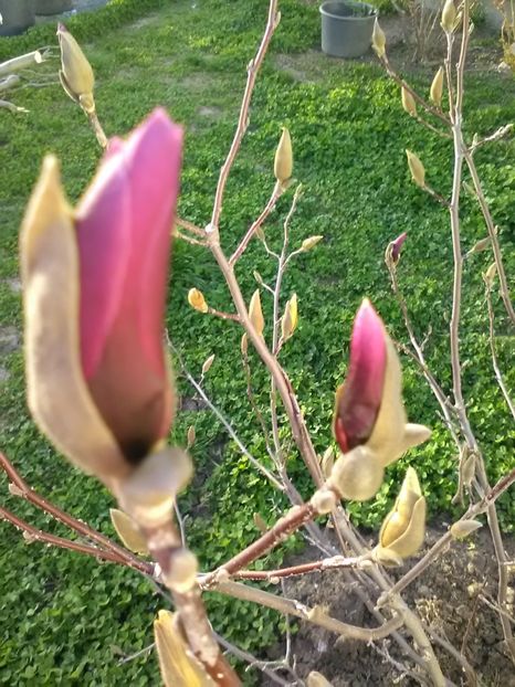 Susan - Magnolii 2017-2018