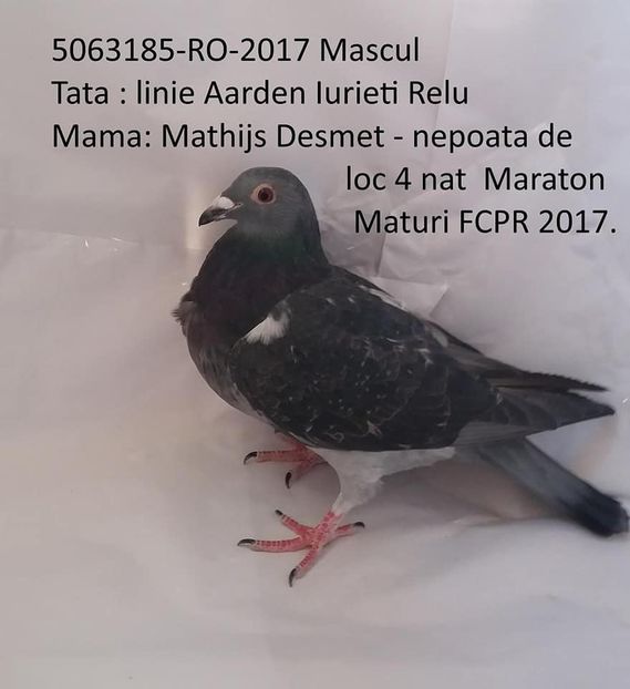 29570623_165884790779461_8743508787128960658_n  MASCUL 17-5063185 - In voliera - achizitii