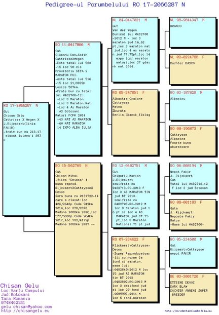 Chisan-Gelu-RO-2066287-2017-M-pedigree - In voliera - achizitii