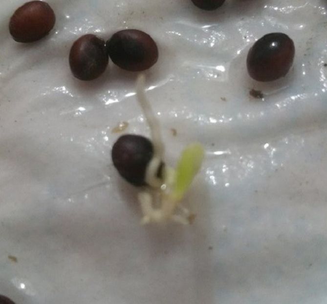 Washngtonia Filifera seminte germinate - ACASA-Seminte 2018