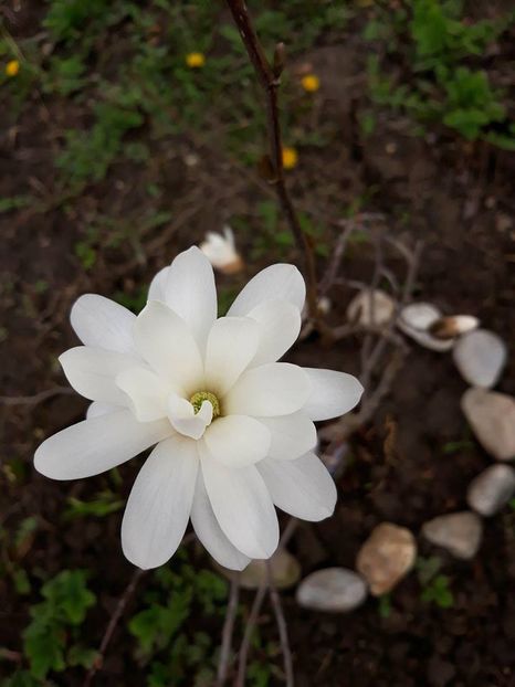  - 2018 - În grădină