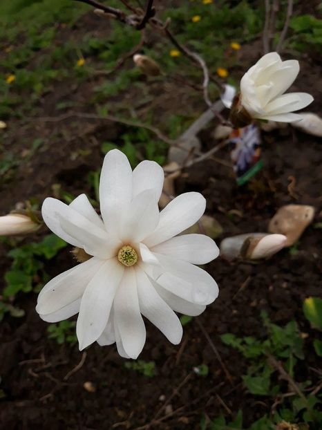  - 2018 - În grădină