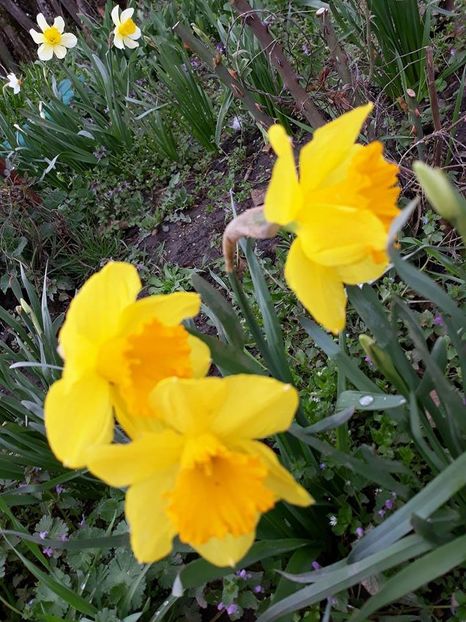  - 2018 - În grădină