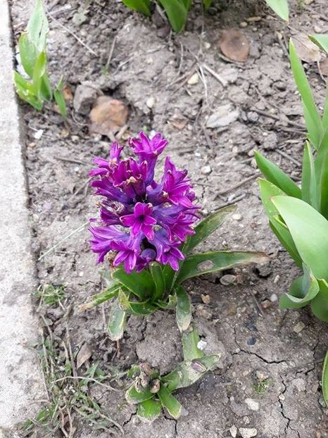  - 2018 - În grădină