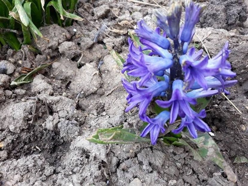  - 2018 - În grădină