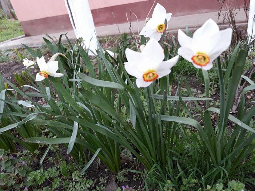  - 2018 - În grădină