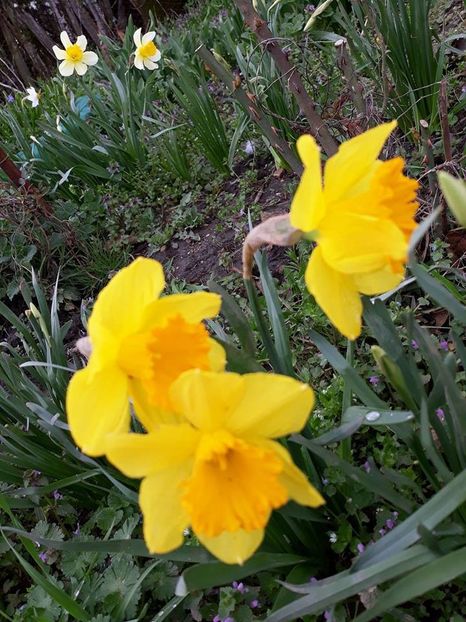  - 2018 - În grădină