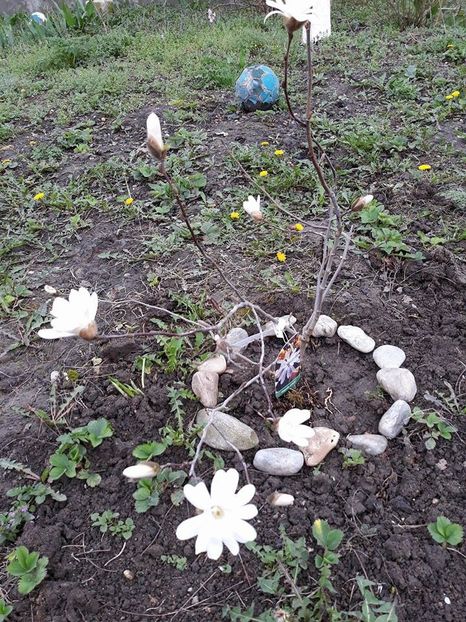  - 2018 - În grădină