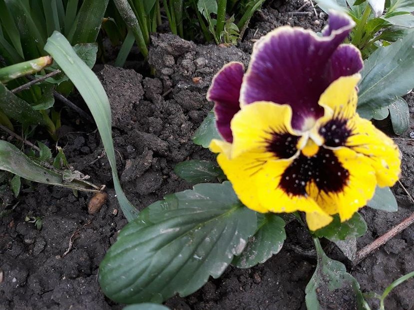  - 2018 - În grădină