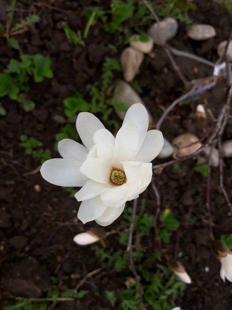  - 2018 - În grădină