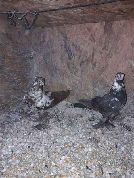  - FLUTURE DE VARSOVIA SI P CHINEZI