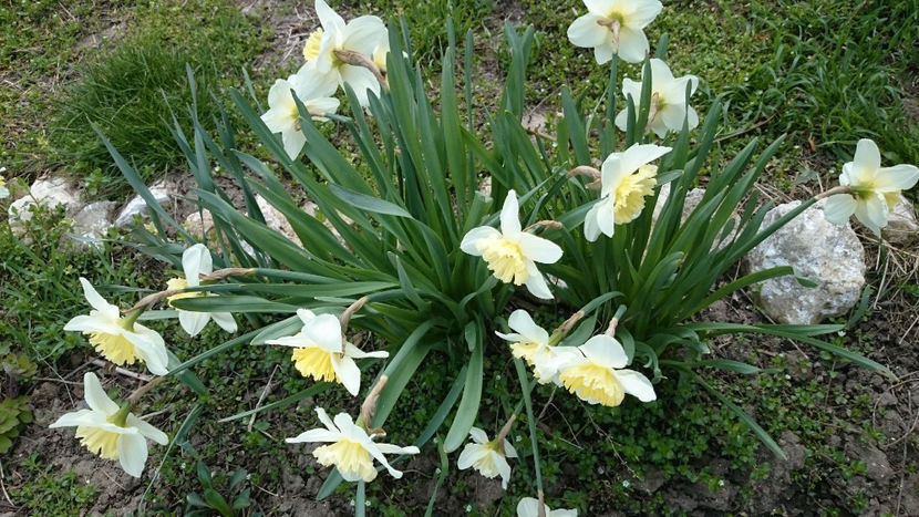  - Gradina primavara 2018