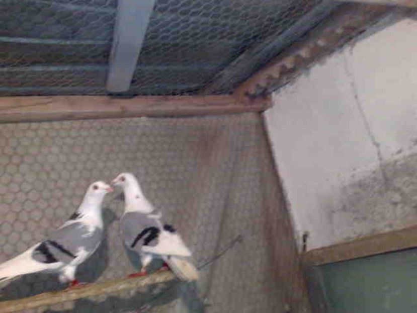 masculi-frati de cuib - ARDENII MEI