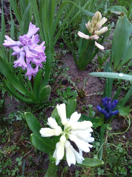  - AAAAA_PRIMAVARA_VARA 2018