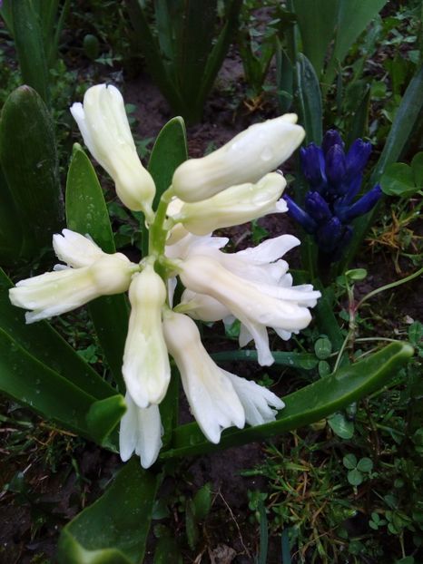  - AAAAA_PRIMAVARA_VARA 2018