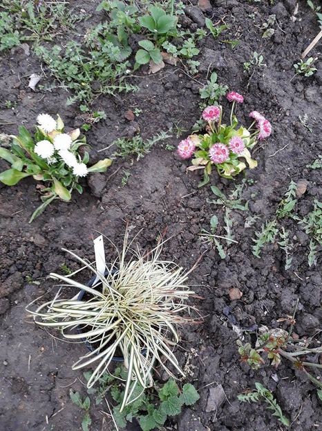  - 2018 - În grădină