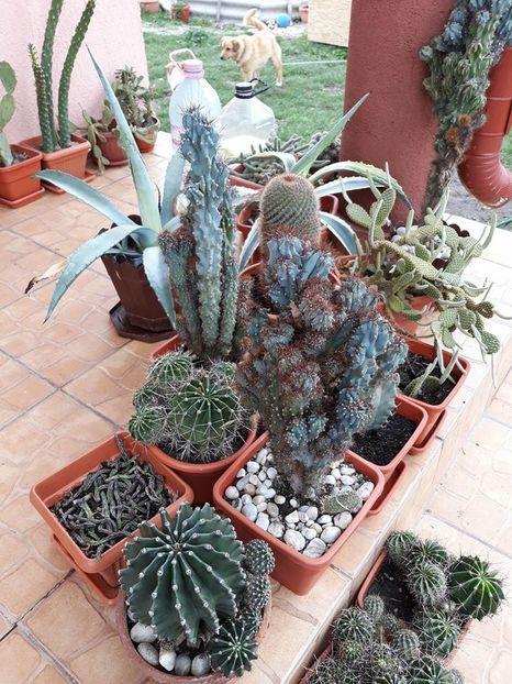  - 2018 - În grădină