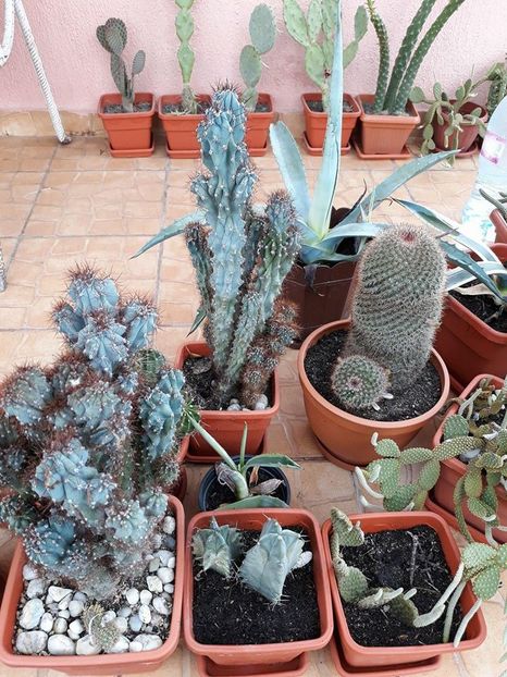  - 2018 - În grădină