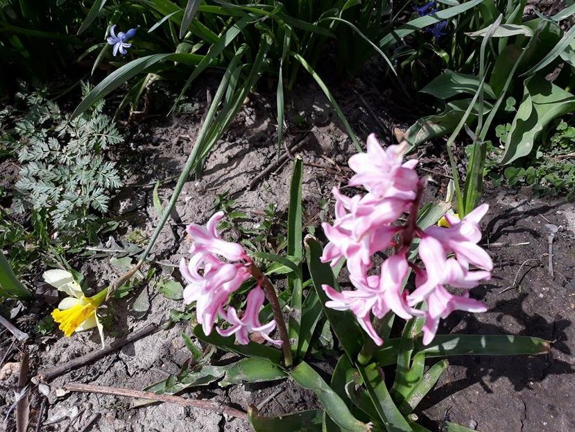  - 2018 - În grădină