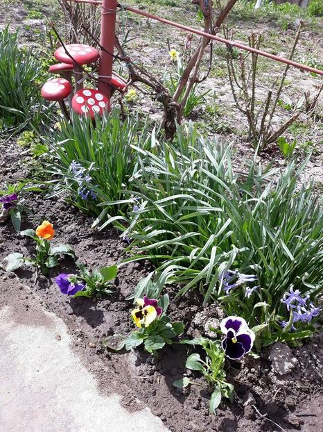  - 2018 - În grădină