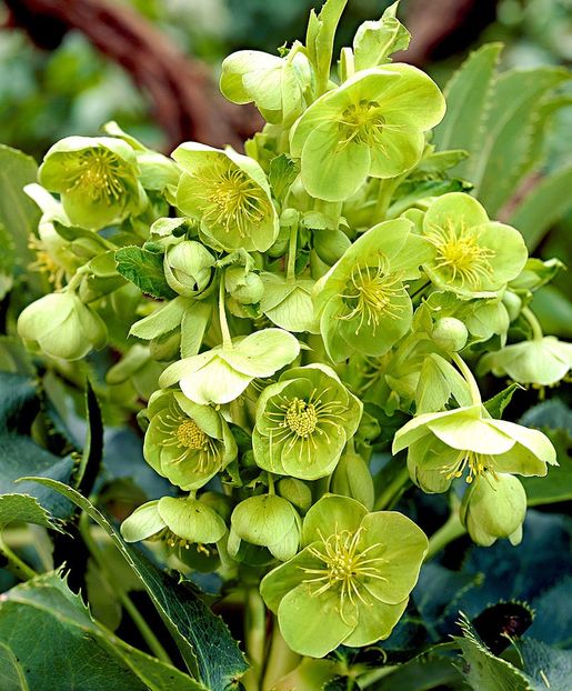 Spânz (Helleborus purpurascens) - 2 NOUTATI în colecția mea - 2018 -2019