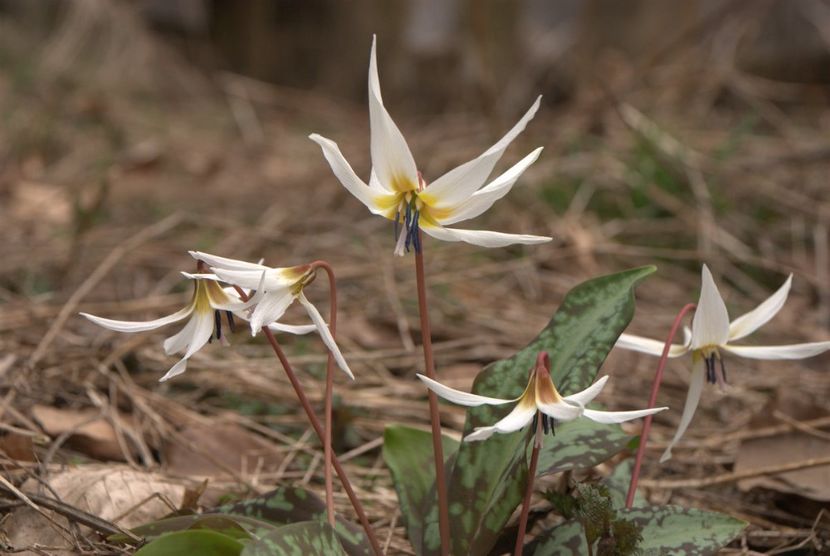 Maseaua ciutei (Erythronium dens-canis) - 2 NOUTATI în colecția mea - 2018 -2019