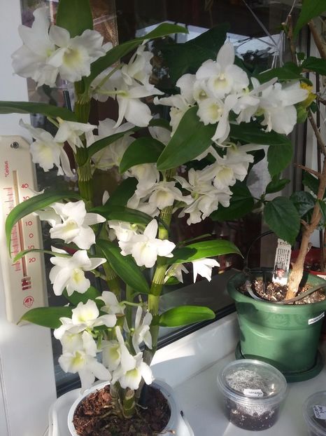 Dendrobium - Flori 2018