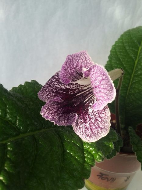 UА-Седой Граф - Streptocarpusi 2018