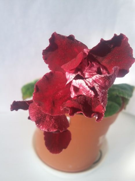 DS-Bloody Rose(7-04-2018) - Streptocarpusi 2018