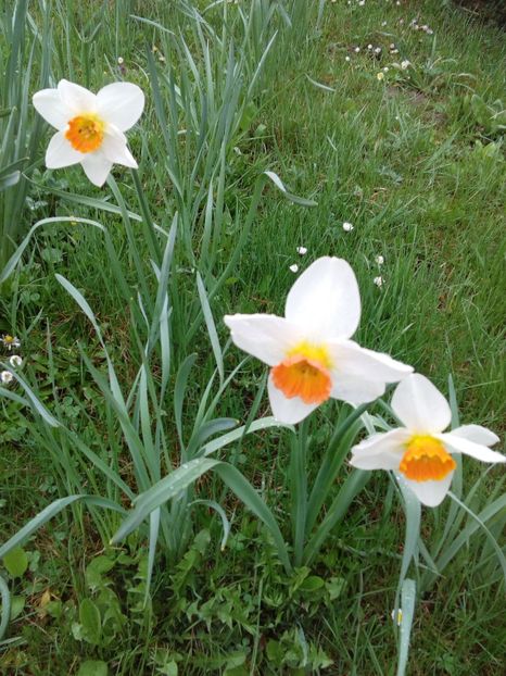  - AAAAA_PRIMAVARA_VARA 2018