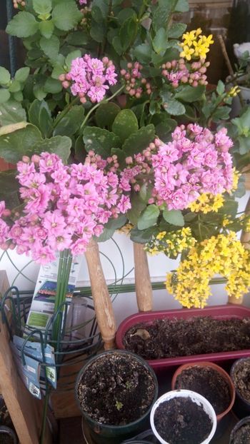  - Kalanchoe