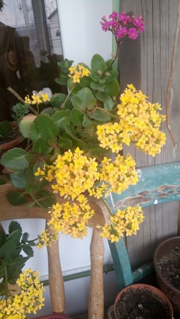  - Kalanchoe